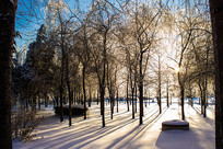 ����ѩ������