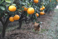 ����֦ͷ����