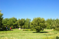 ��ƺ����