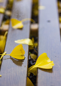 ��ɫ����ҶƬ