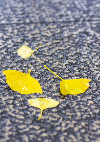 ·������Ҷ