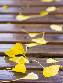 ��������Ҷ