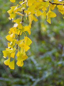 ������Ҷ