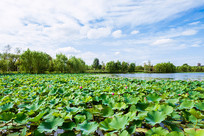 �ɻ�����