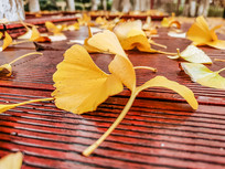 �����Ҷ��