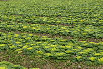 �������ֲ�߲�