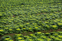 ������ֲ�ջ���