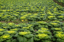 �ջ����߲�