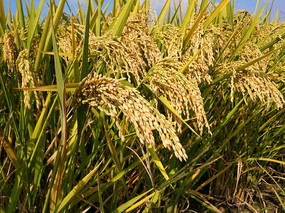 �������쵾��