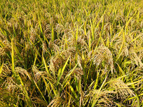 ������쵾��