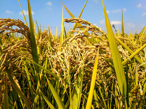 ��д���쵾��