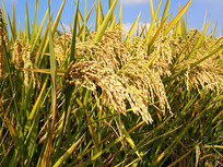 ��԰���쵾��