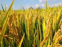 ������쵾��