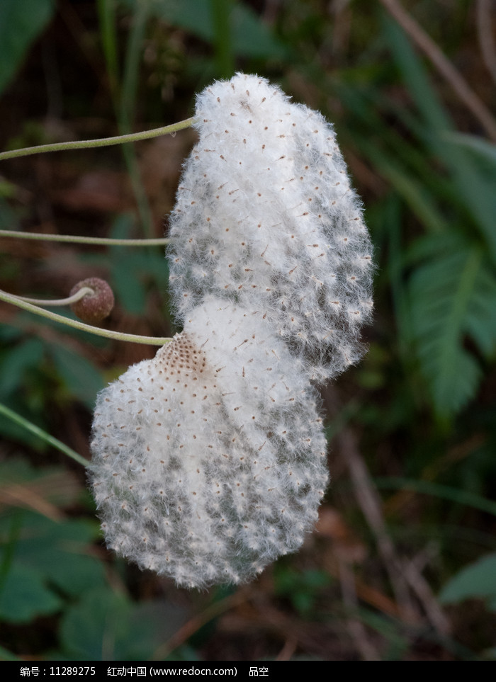 毛茛科植物野棉花白色的绵毛