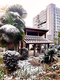 �Ϲ���ѩ������ֲ��ľͤ