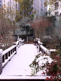 �Ϲ���ѩС�ź�Ҷ