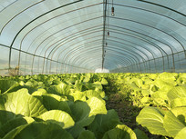 ��Ҷ��˴���