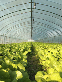 �ִ������߲�