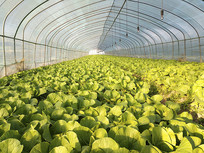 ���������Ҷ��