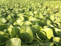 ������Ҷ��