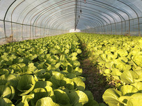 ������Ҷ������