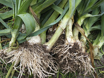 �˵ش�����