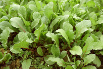 �ɶ�ƽԭ���˵���ֲ���ܲ�