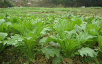 ũ�Ҳ˵���ֲ�İײ�  