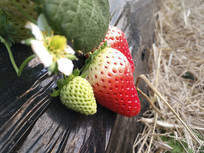 ��ݮ԰�ʲ�ݮ