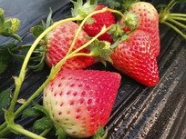 ��ݮ԰�ʲ�ݮ��ժ