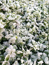 ���ղ˵ش�˪