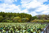 ����ɭ��