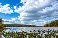 ����̶���ɭ��