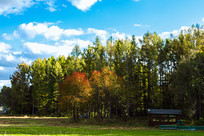 ɭ�ֲݵغ�Сľ��