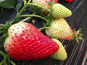 ʹ԰ݮ