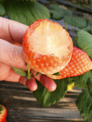 �����ʲ�ݮ