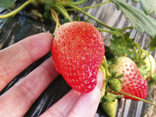 �����ʲ�ݮ