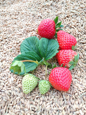 �ʲ�ݮ��������