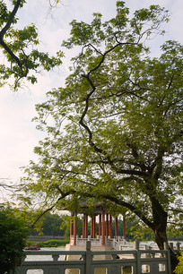 �����������ַ�����Ԫͤ