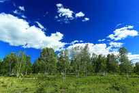 ���ױ���ԭҰ������