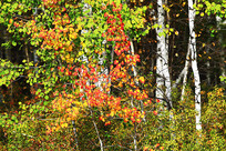 �������ֲ�ɫ��Ҷ