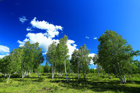 �����ƾ�