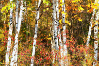 ï�ܰ������ﾰ 