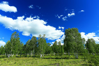 ԭҰ������ 