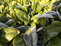 ����˪��