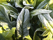 ����˪���˵�