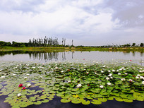 ������Ҷ