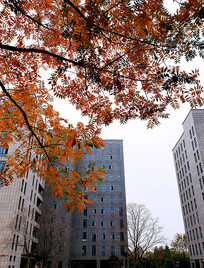 д��¥�µ�֦ͷ��Ҷ