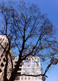 д��¥�»�Ҷϡ�������֦��