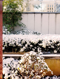 ��ѩ���ǵ���ɫ���